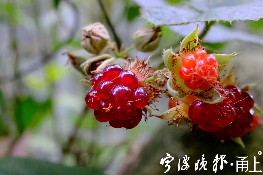 大山雀:深秋的"野草莓"