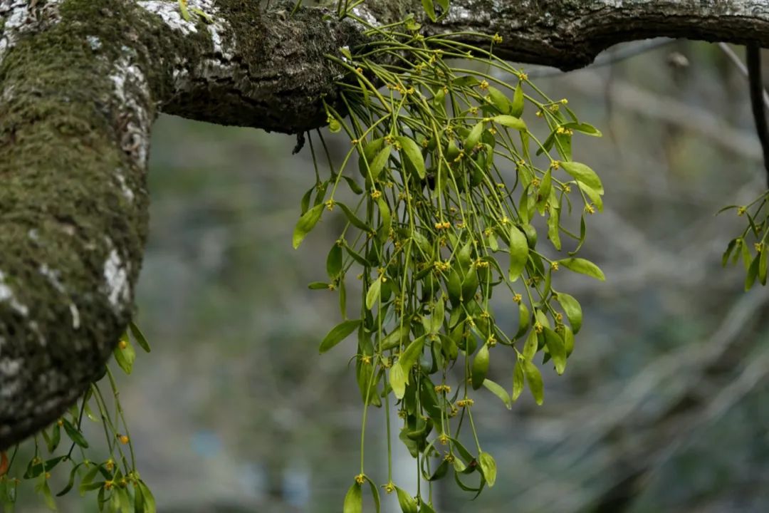 小山| 槲寄生:一种自带万能胶的半寄生植物