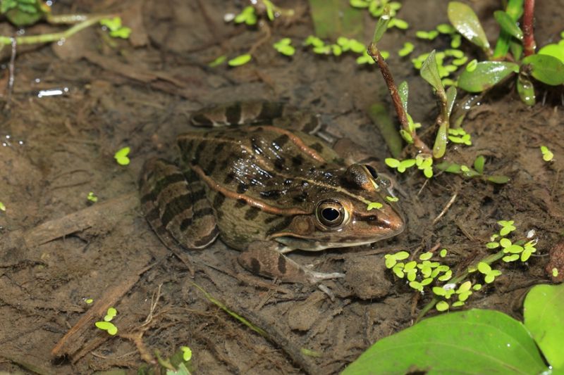 小河边,常能听到两种蛙的叫声,即金线侧褶蛙与黑斑侧褶蛙,俗称田鸡