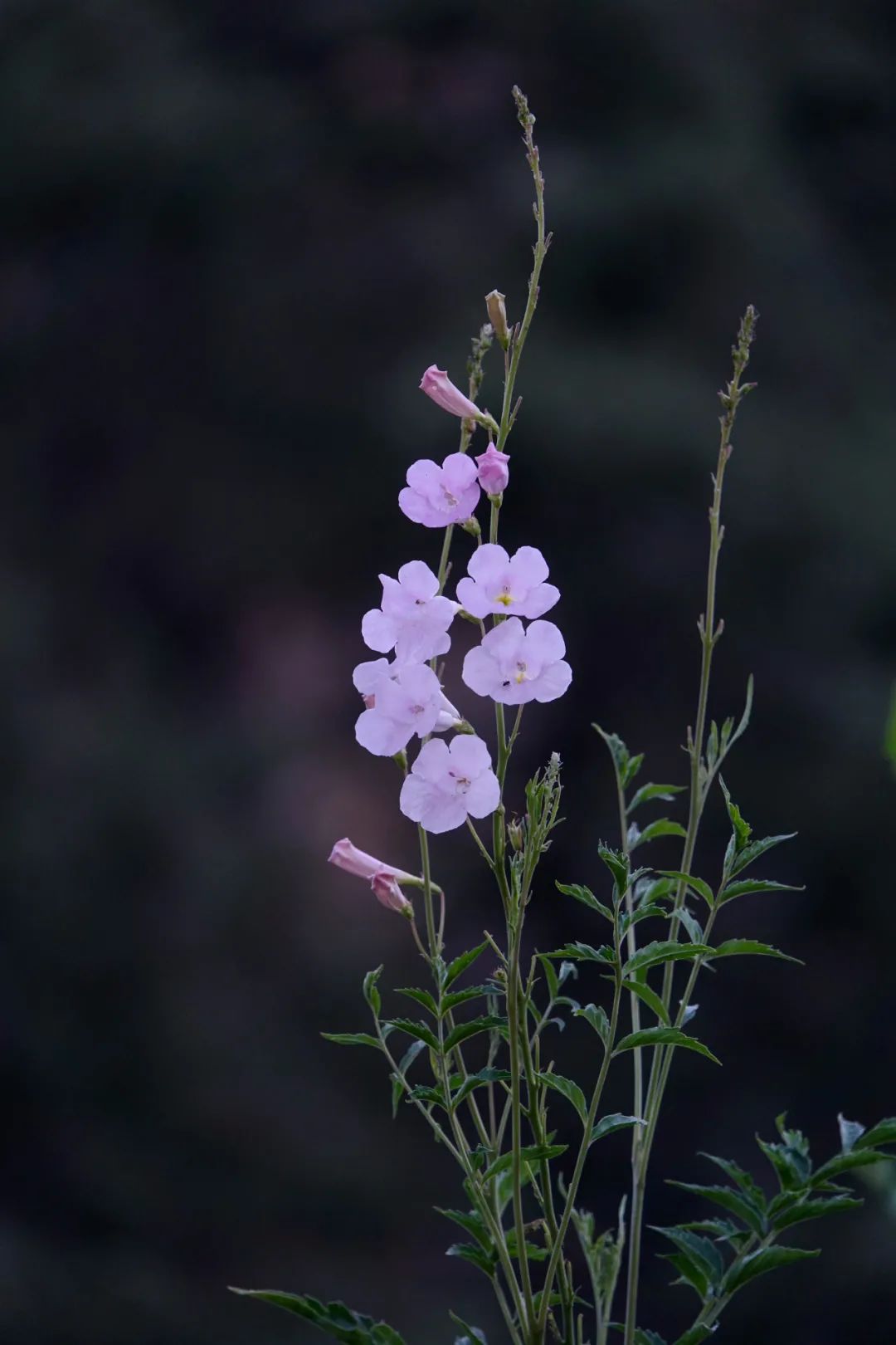 小山 高原秘境:凉山木里草木小记