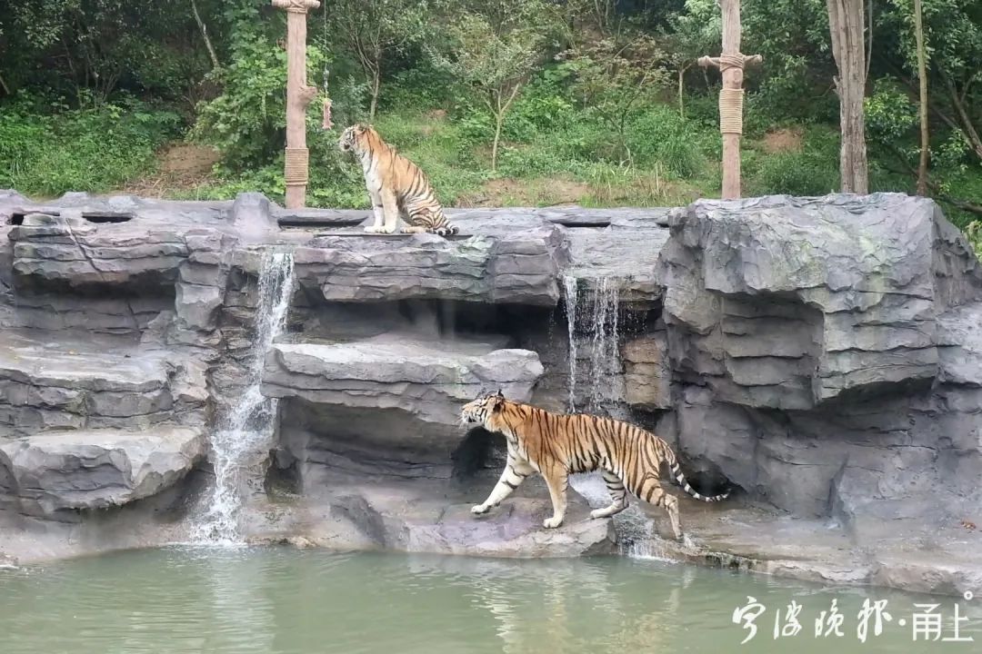 寧波雅戈爾動物園門票免費送!僅限3天!