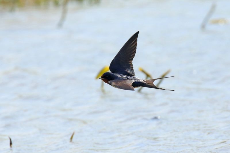 大山雀好运气我拍到了罕见的雪燕