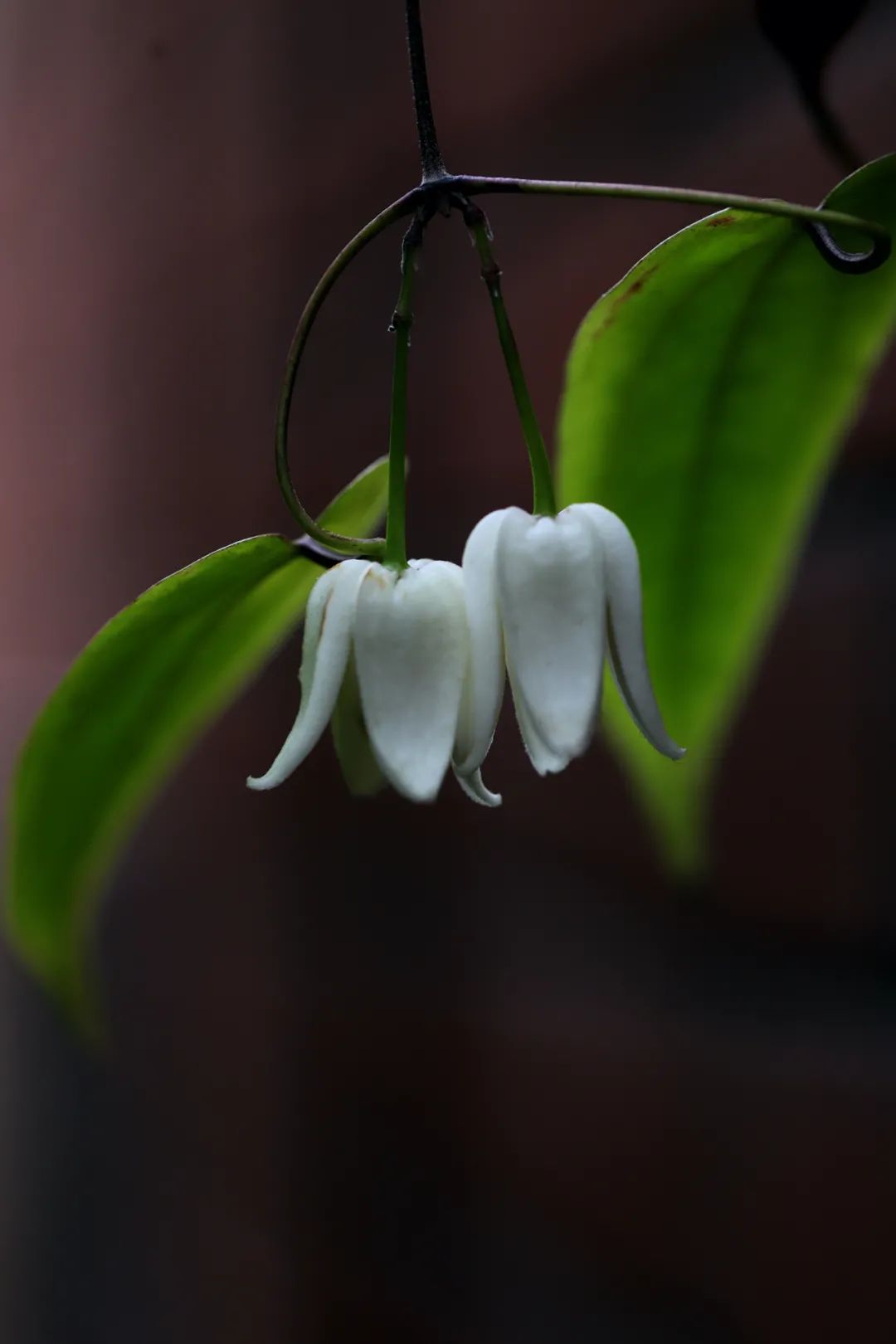 小山单叶铁线莲挂起玉铃铛喜迎新春来