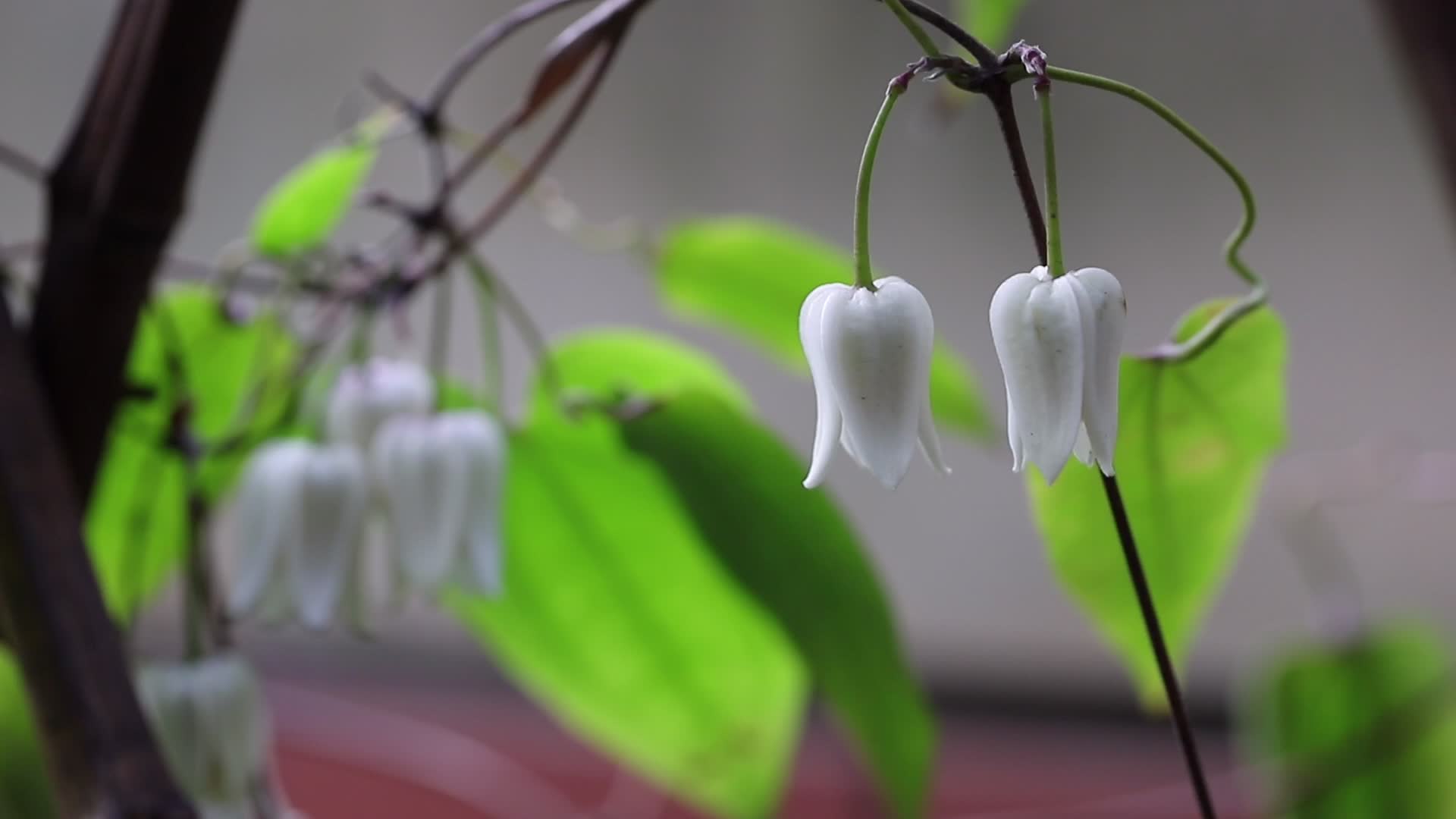 小山单叶铁线莲挂起玉铃铛喜迎新春来