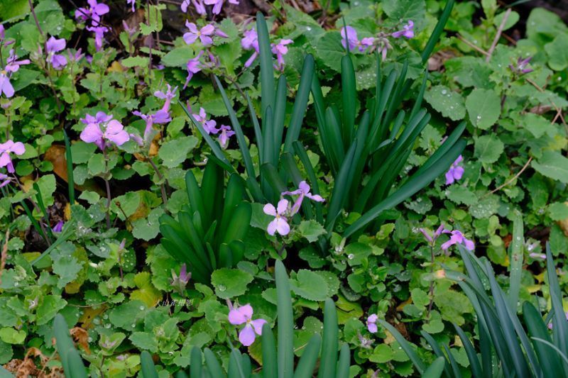 大山雀 早春 狮山公园赏野花 甬上 宁波晚报 宁波都市传媒网