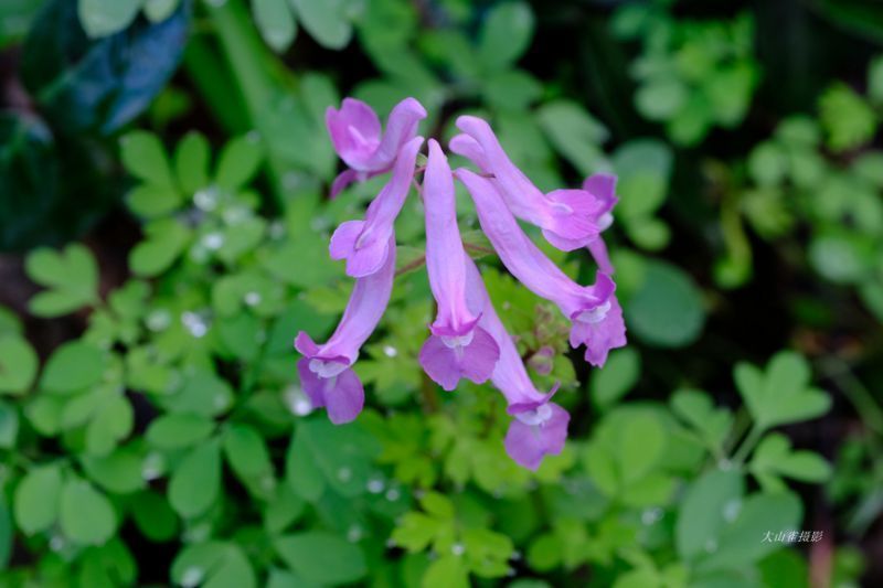 大山雀 早春 狮山公园赏野花 甬上 宁波晚报 宁波都市传媒网