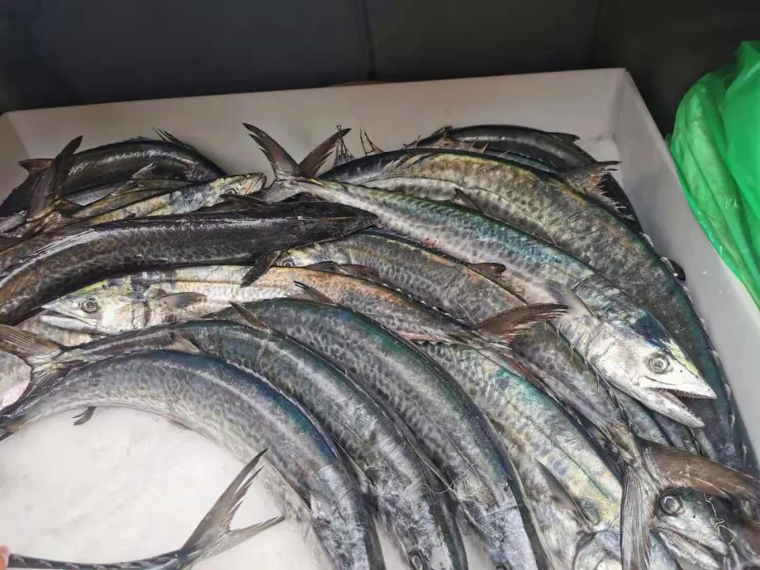 每公斤270元宁波人最爱吃的蓝点马鲛鱼川乌上市了怎么挑怎么吃速看