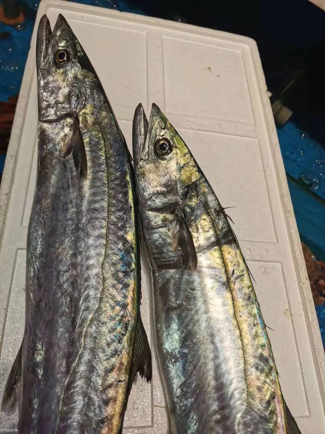 每公斤270元!宁波人最爱吃的蓝点马鲛鱼(川乌)上市了!怎么挑怎么吃?速