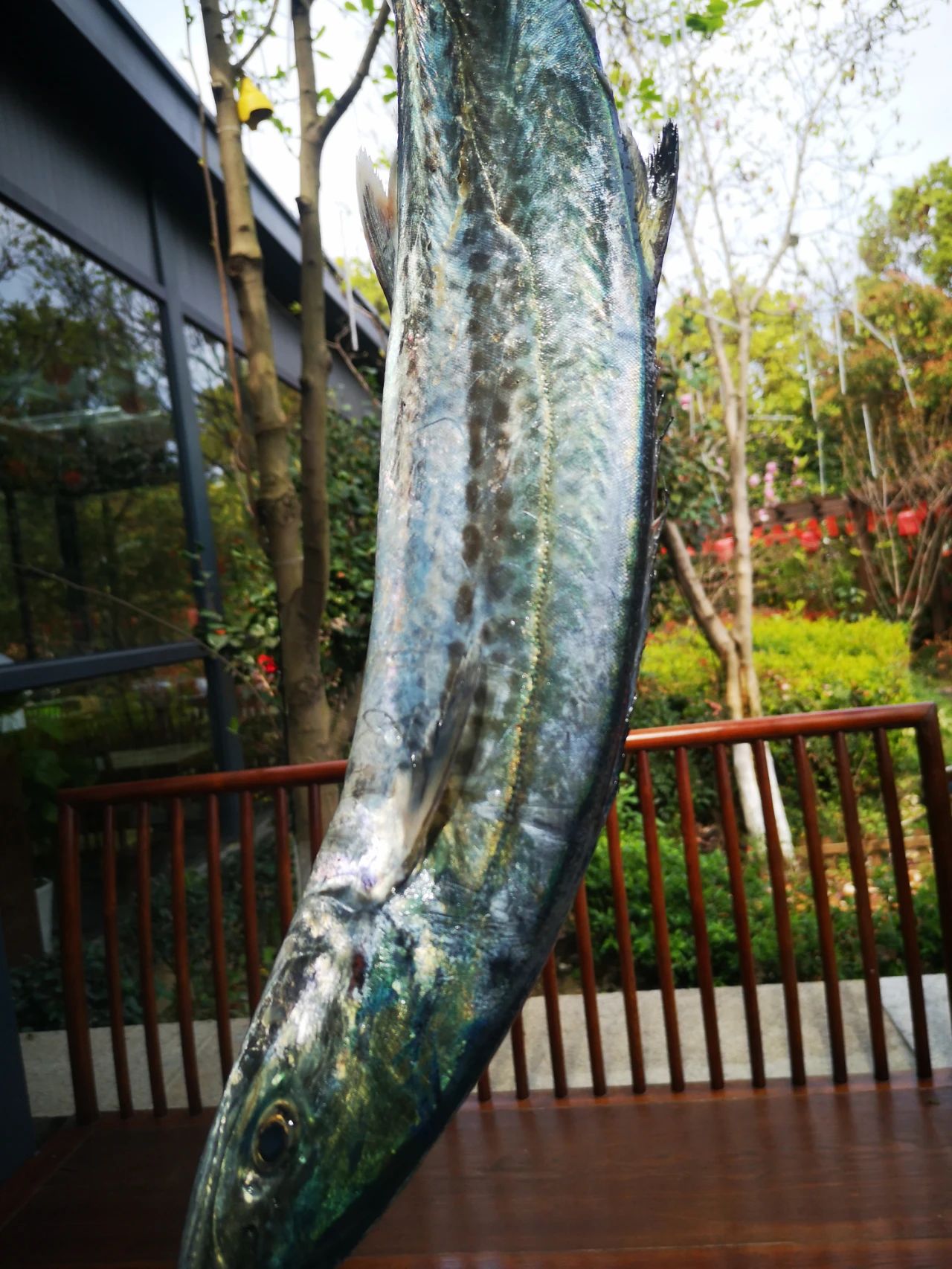 宁波人最爱吃的蓝点马鲛鱼(川乌)上市了!怎么挑怎么吃?速看