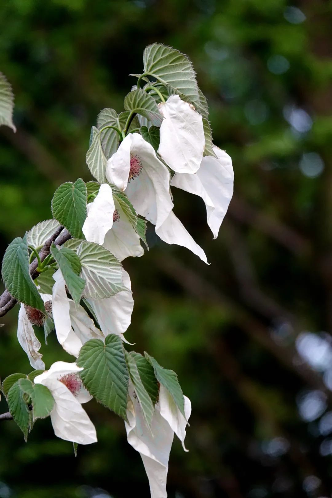 小山|国宝"鸽子花树"飞进宁波植物园