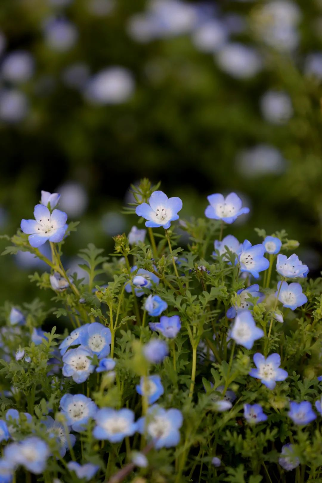 小山|国宝"鸽子花树"飞进宁波植物园