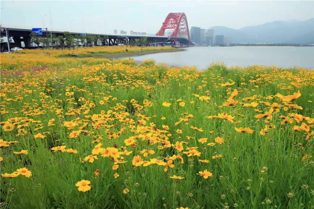 宁波这片小众花海要火绝美还免费趁人少周末赶紧去