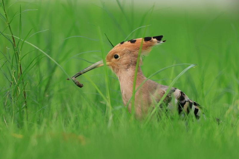 大山雀宁波草地上最漂亮的鸟外号却叫臭姑姑