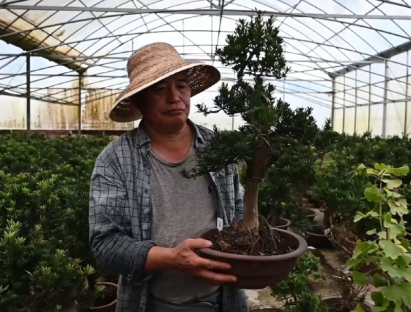 小盆景种出大前景！共同富裕路上，江北这一小山村的变与守 