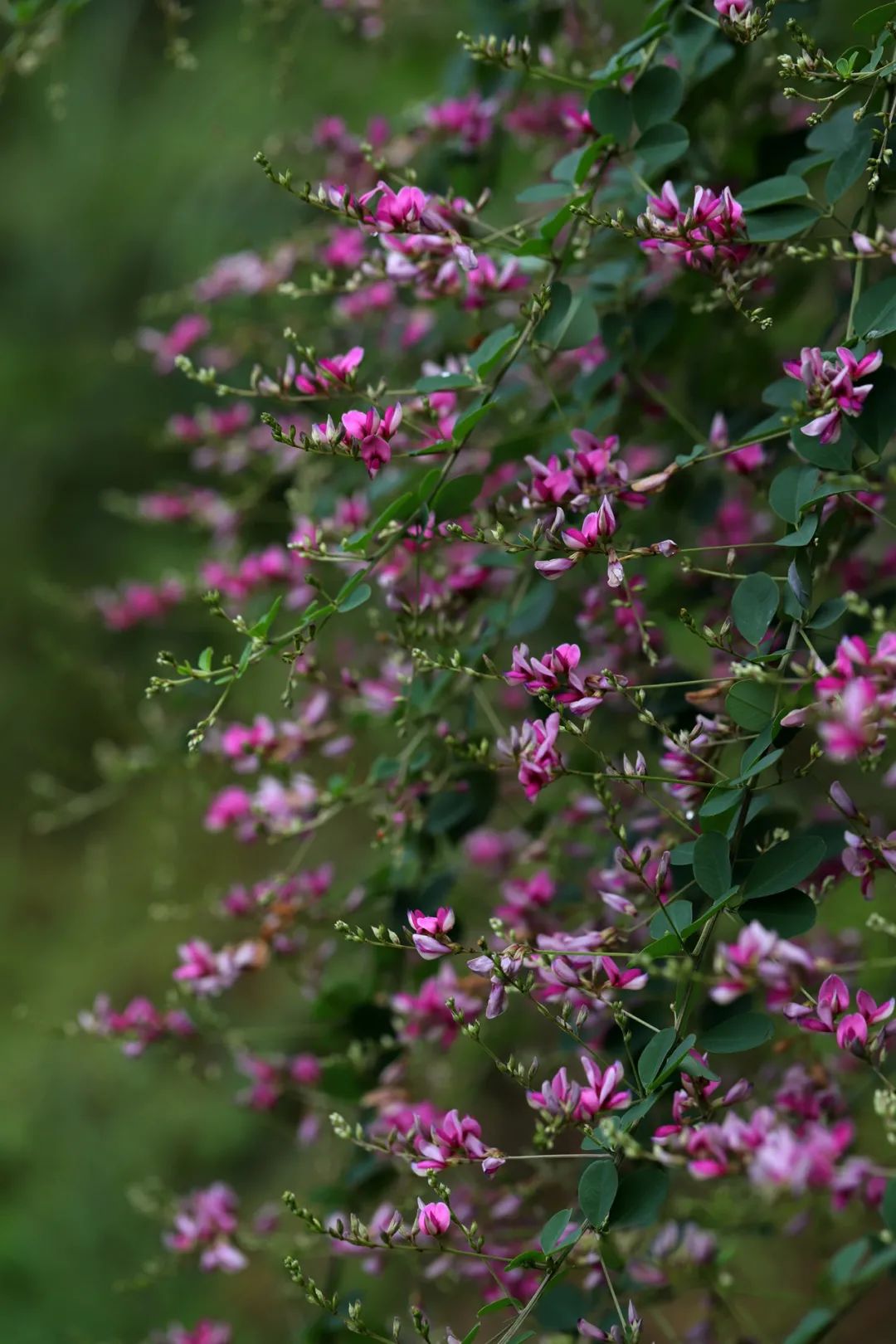 小山| 胡枝子:萧然含露待秋风