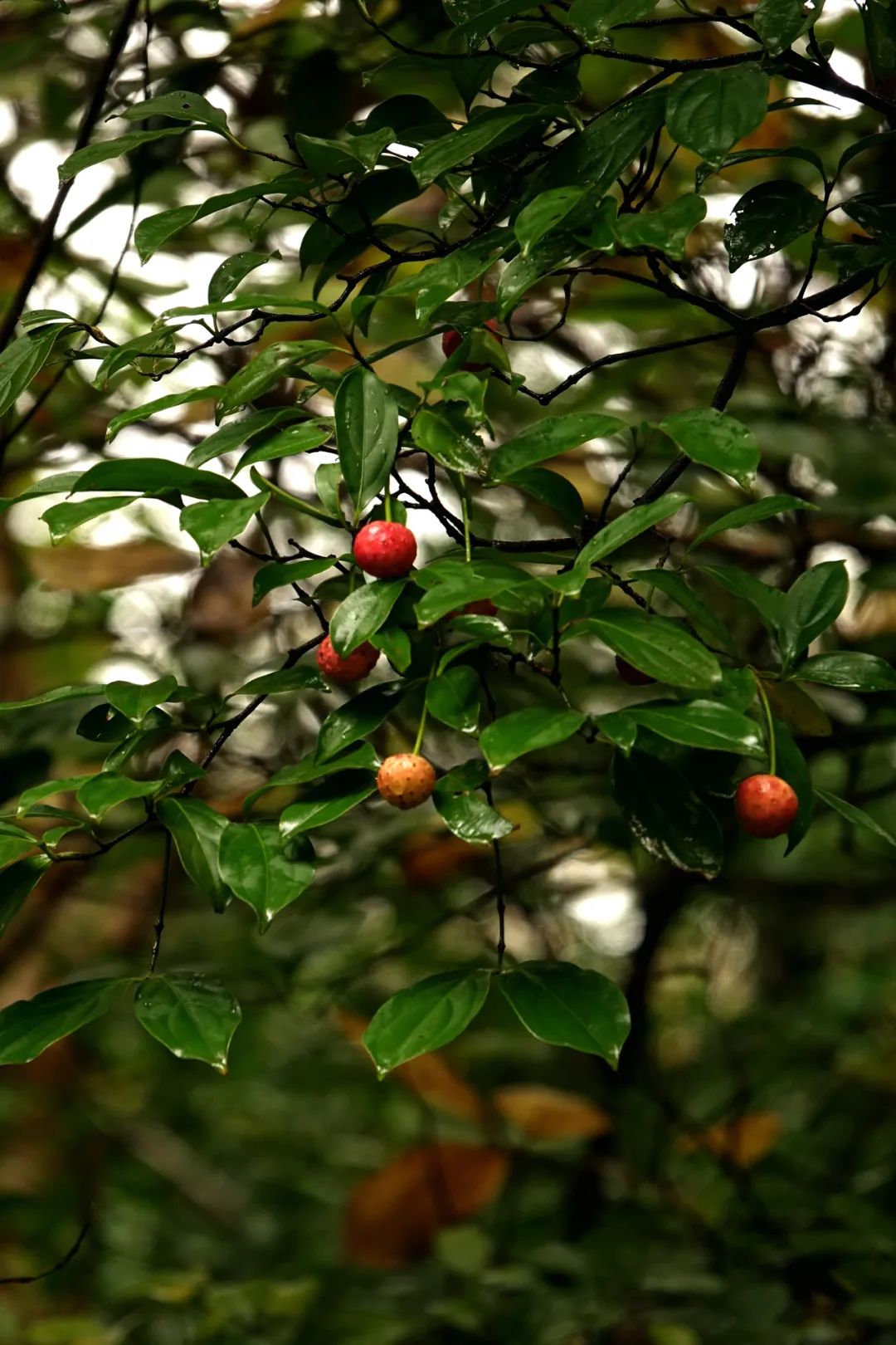 小山寻找野荔枝