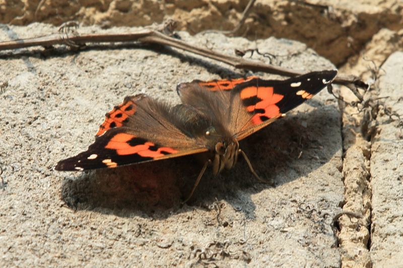 大山雀冬天蝴蝶去哪儿了这里有4位不怕冻的蝴蝶勇士