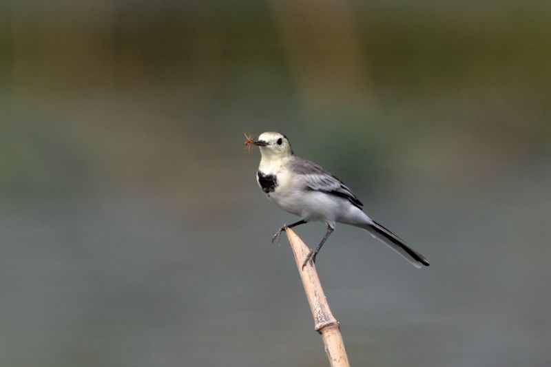 大山雀鸟名趣谈白颊的张飞鸟白鹡 