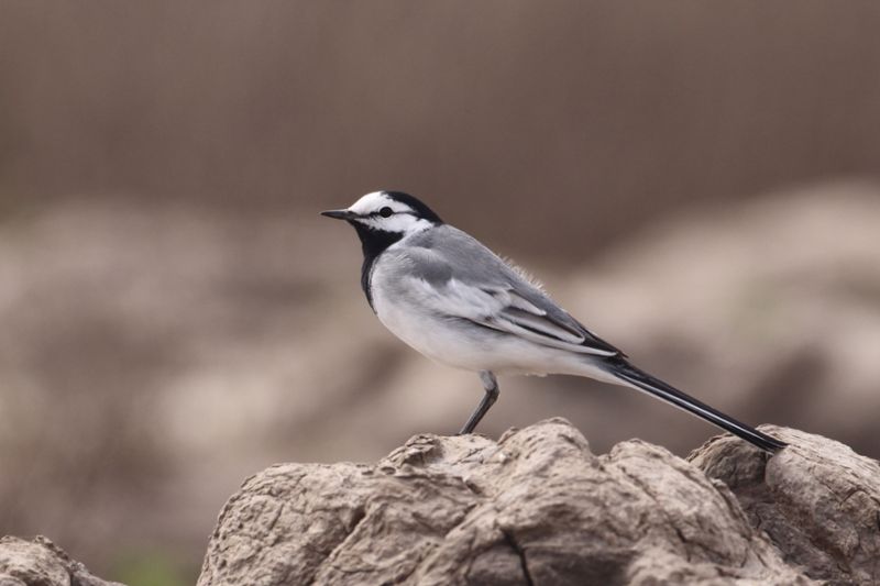大山雀鸟名趣谈白颊的张飞鸟白鹡 