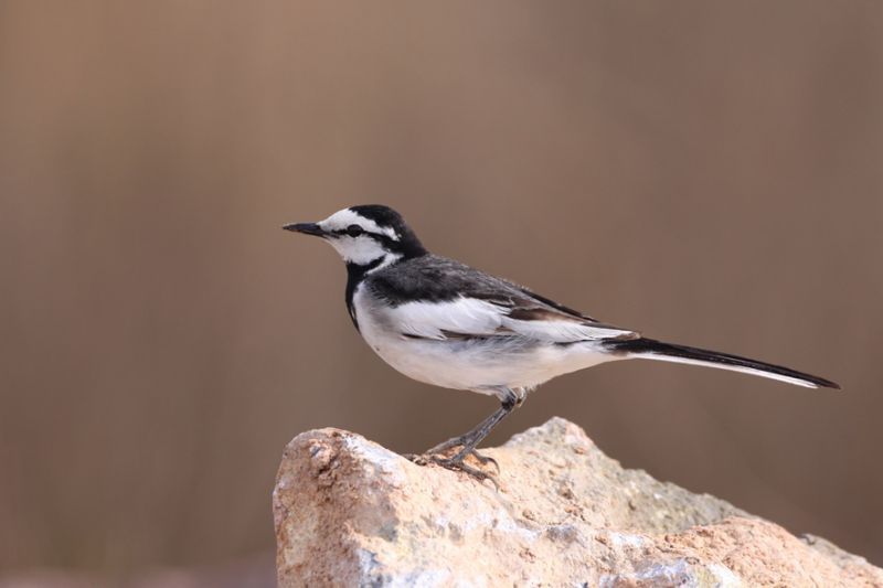 大山雀鸟名趣谈白颊的张飞鸟白鹡 