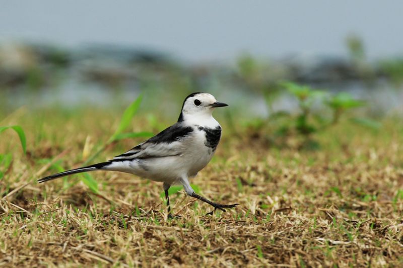 大山雀鸟名趣谈白颊的张飞鸟白鹡 