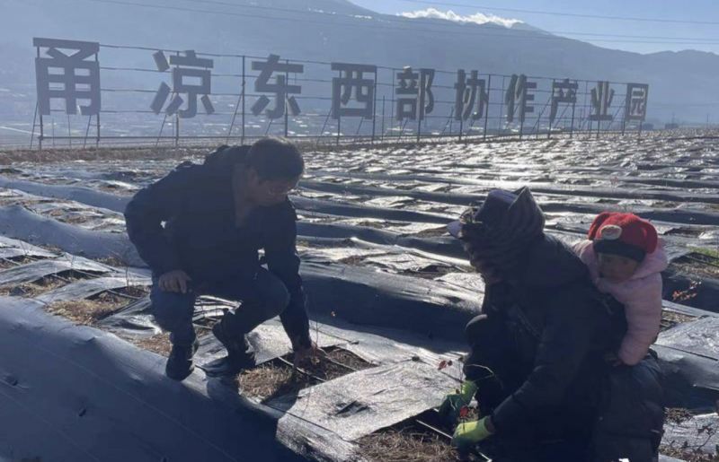 首期投入东西部协作资金2000万元，宁波助力凉山布拖发展蓝莓种植