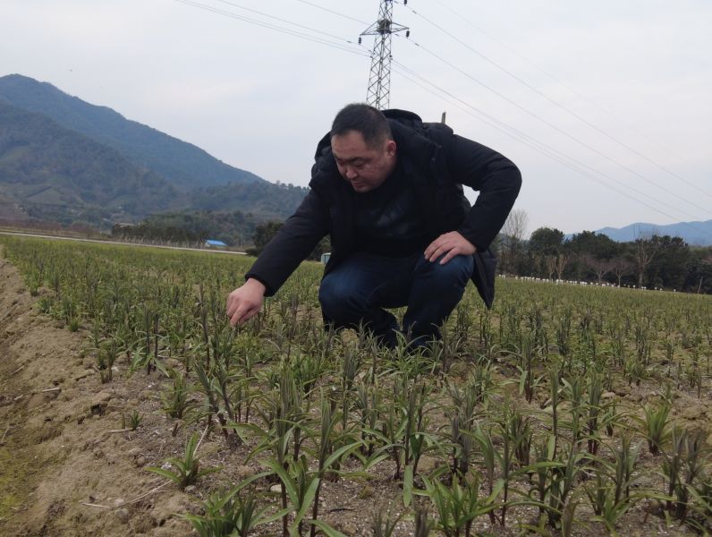 喜迎党代会·这五年，我要点赞宁波｜小小浙贝母成农户发家致富法宝！5年来我市农业产业发展全省领先