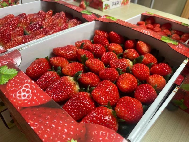 奉化第二茬草莓上市了，价格平均下降15%