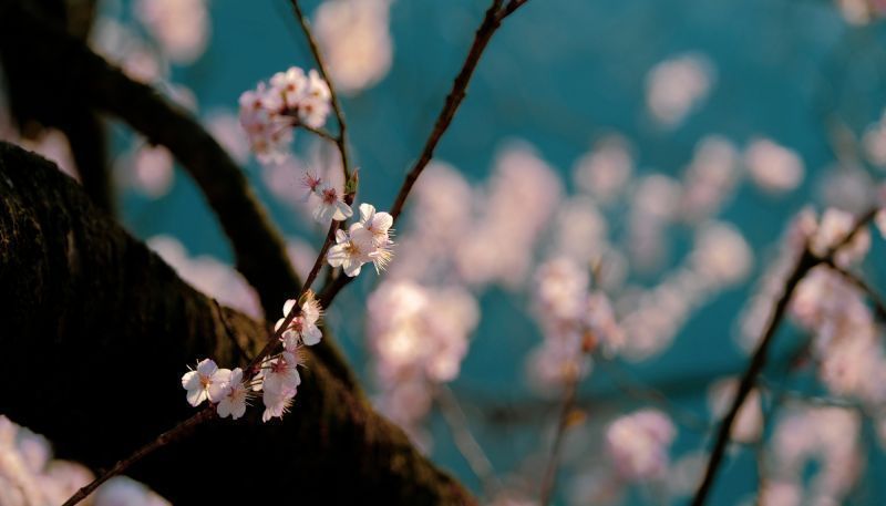 樱桃花开，四明山上这个小村落仿佛藏于花海