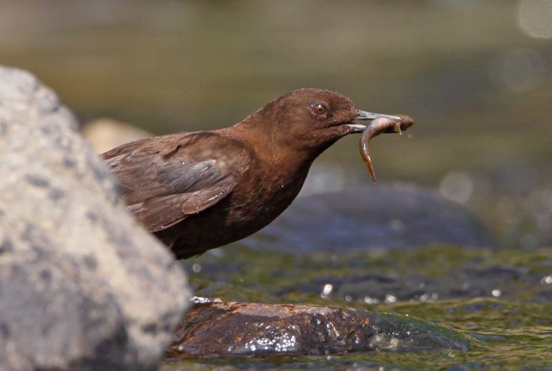 大山雀鸟名趣谈溪流中的巧克力鸟褐河乌