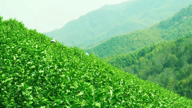 1000亩茶山，余姚河姆渡三代接力奔共富