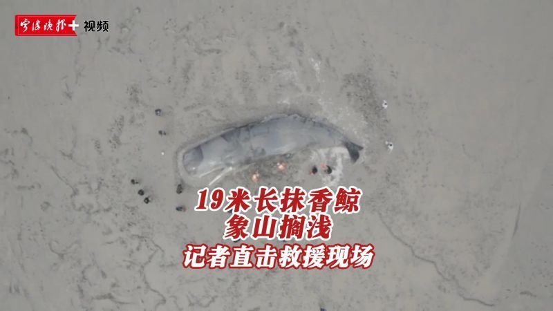 视频 | 19米长抹香鲸象山搁浅 记者直击救援现场