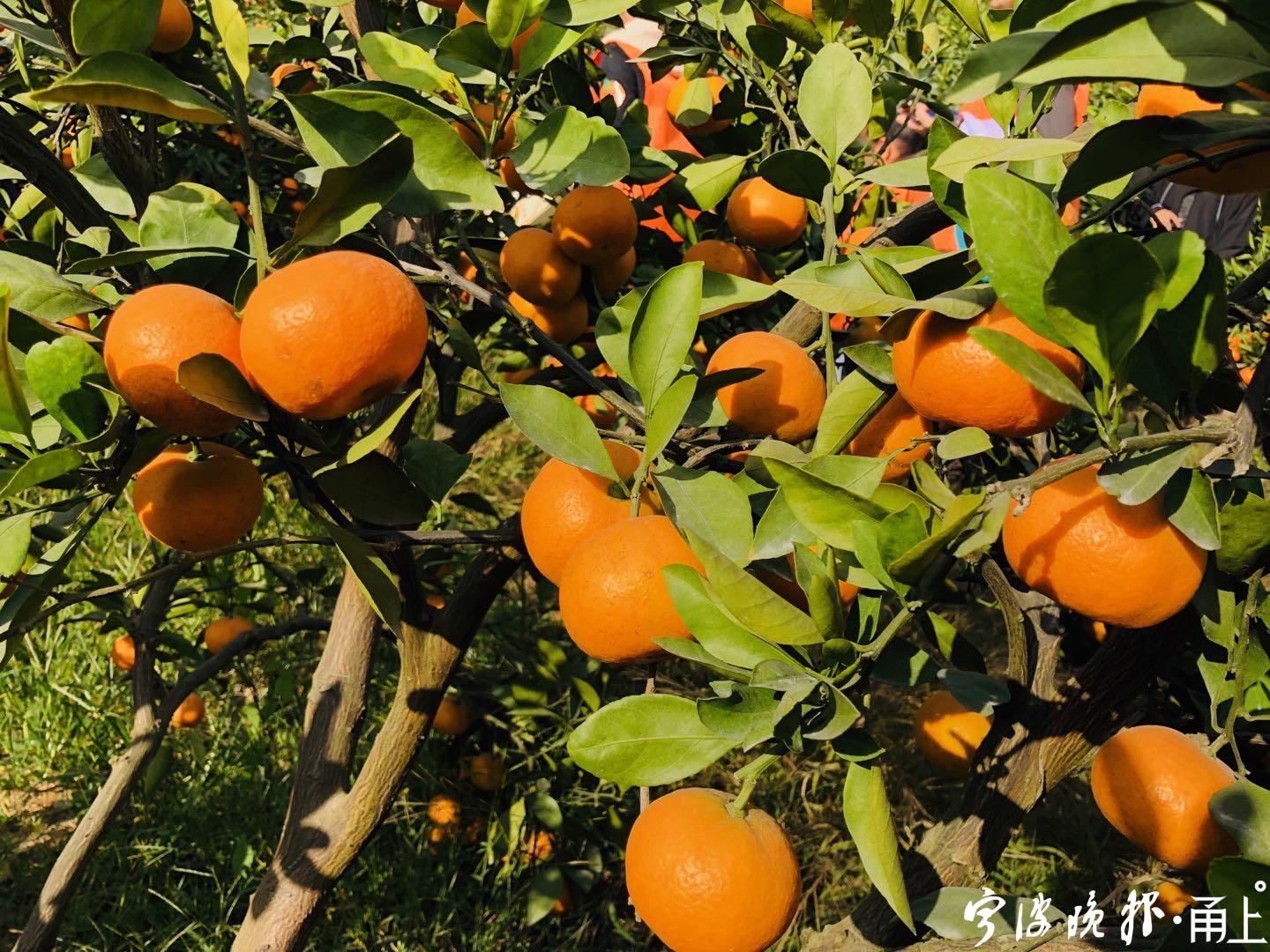 宁波人爱吃的这类水果如何挑,剥,吃?"冷"知识来了