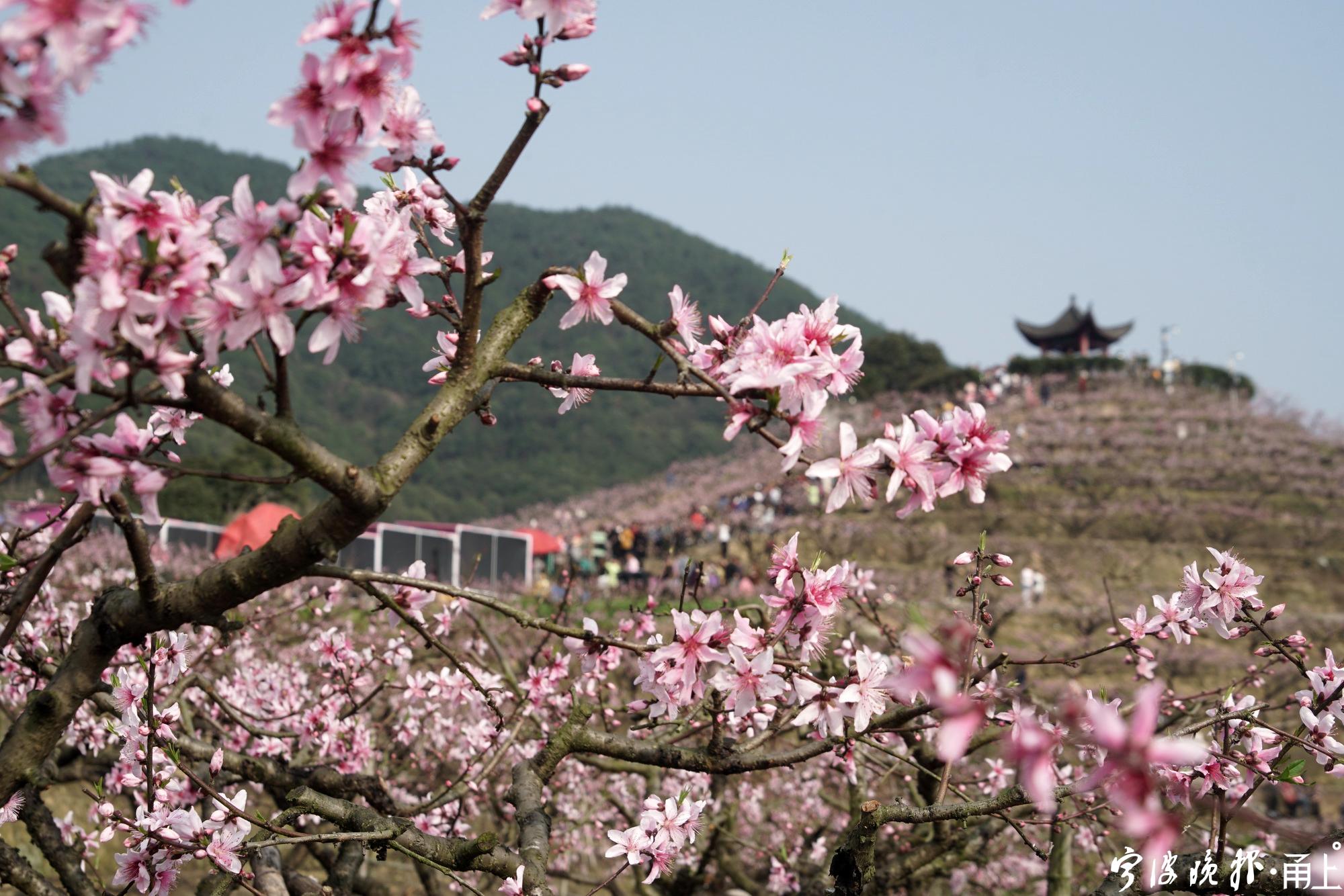 奉化天下第一桃花园图片