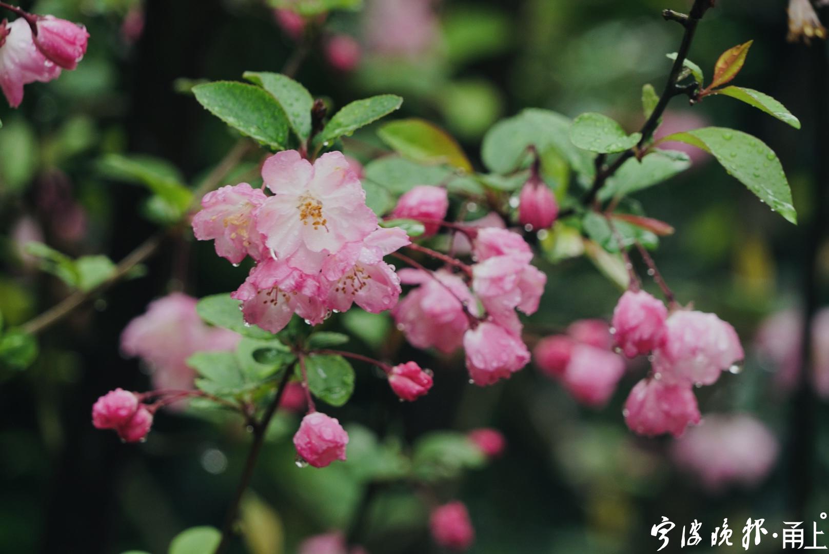 龔國榮今天春雷陣陣雨中賞花別樣美