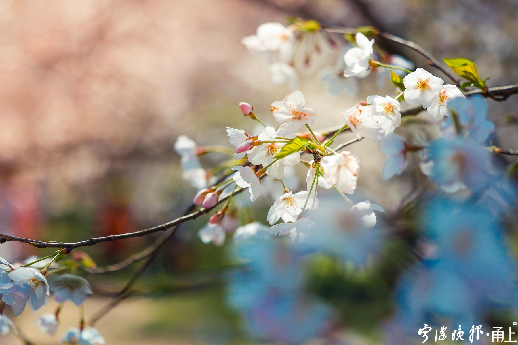 开明街不倒翁 | 上虞十里浪漫樱花谷,美到令人无法呼吸