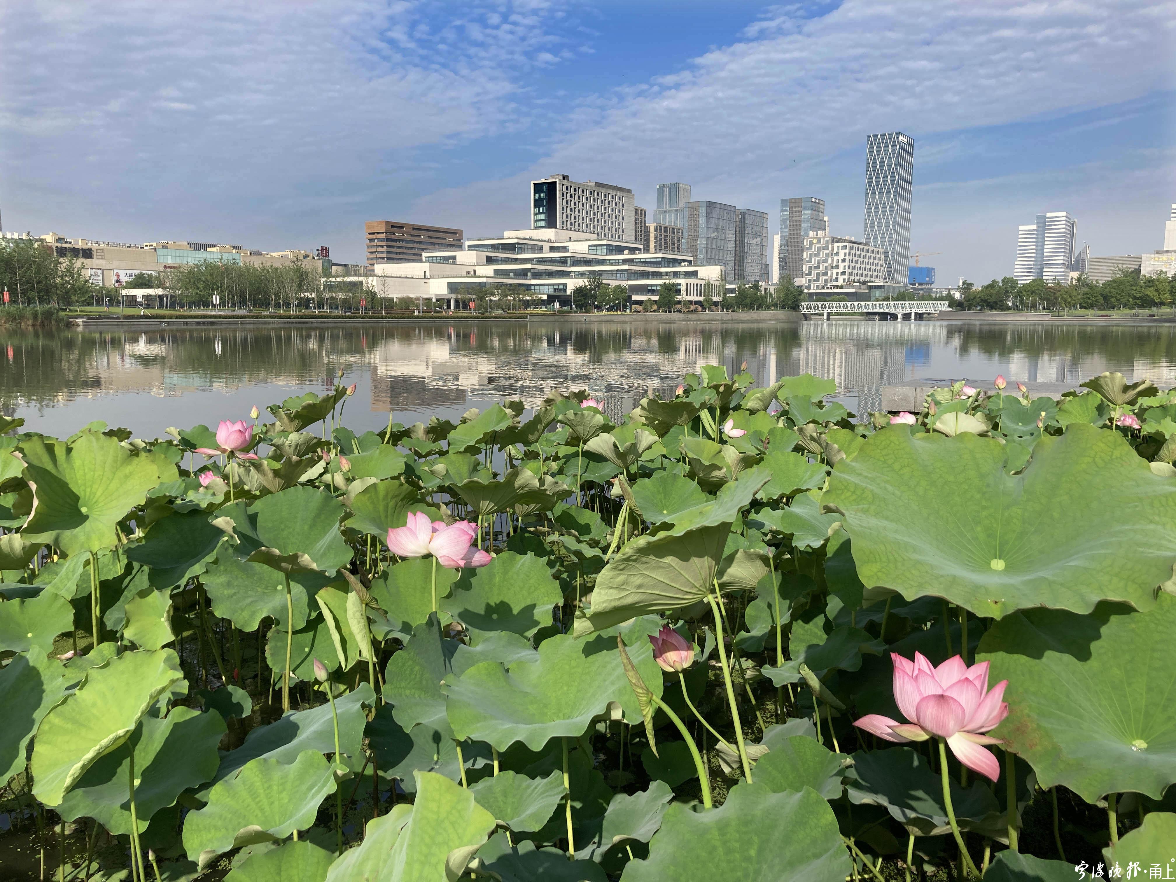 龚国荣又是一年赏荷季宁波市民广场荷花绚丽绽放