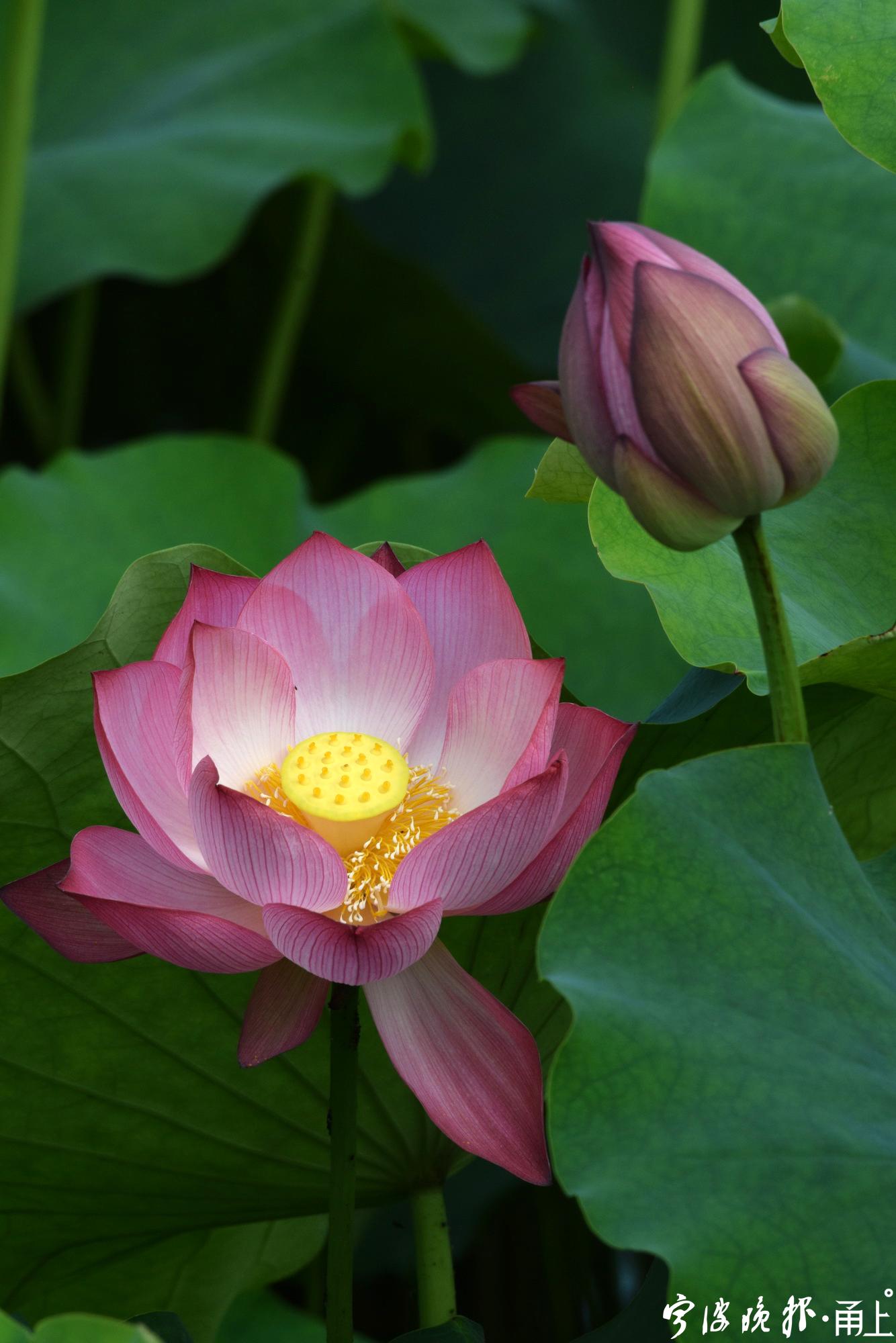 龚国荣又是一年赏荷季宁波市民广场荷花绚丽绽放