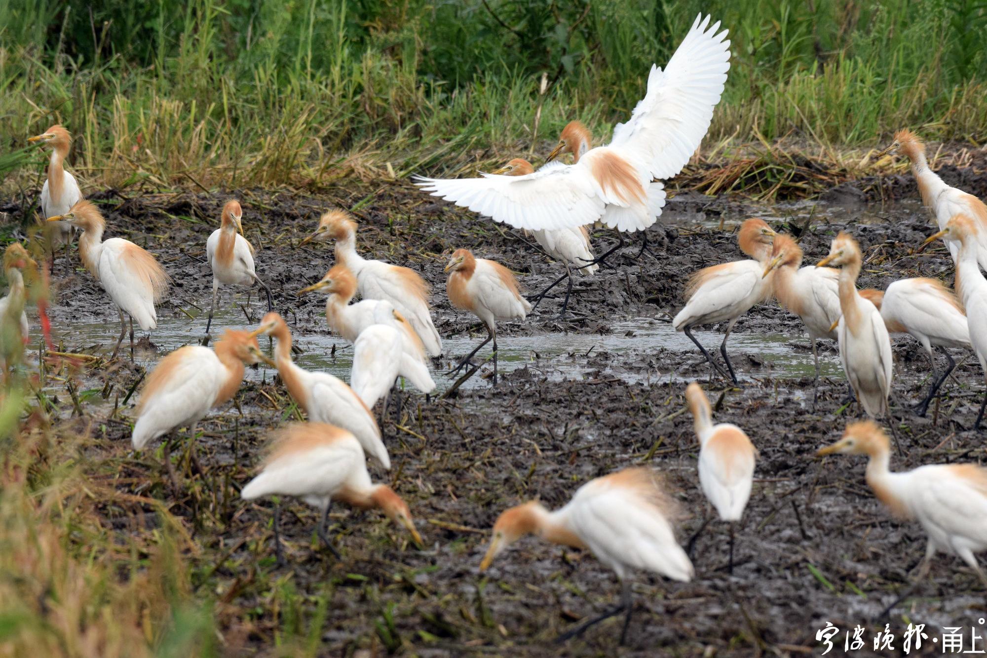 一辆农用拖拉机在水田中耕作,数百只白鹭(牛背鹭)和八哥鸟追逐着在田