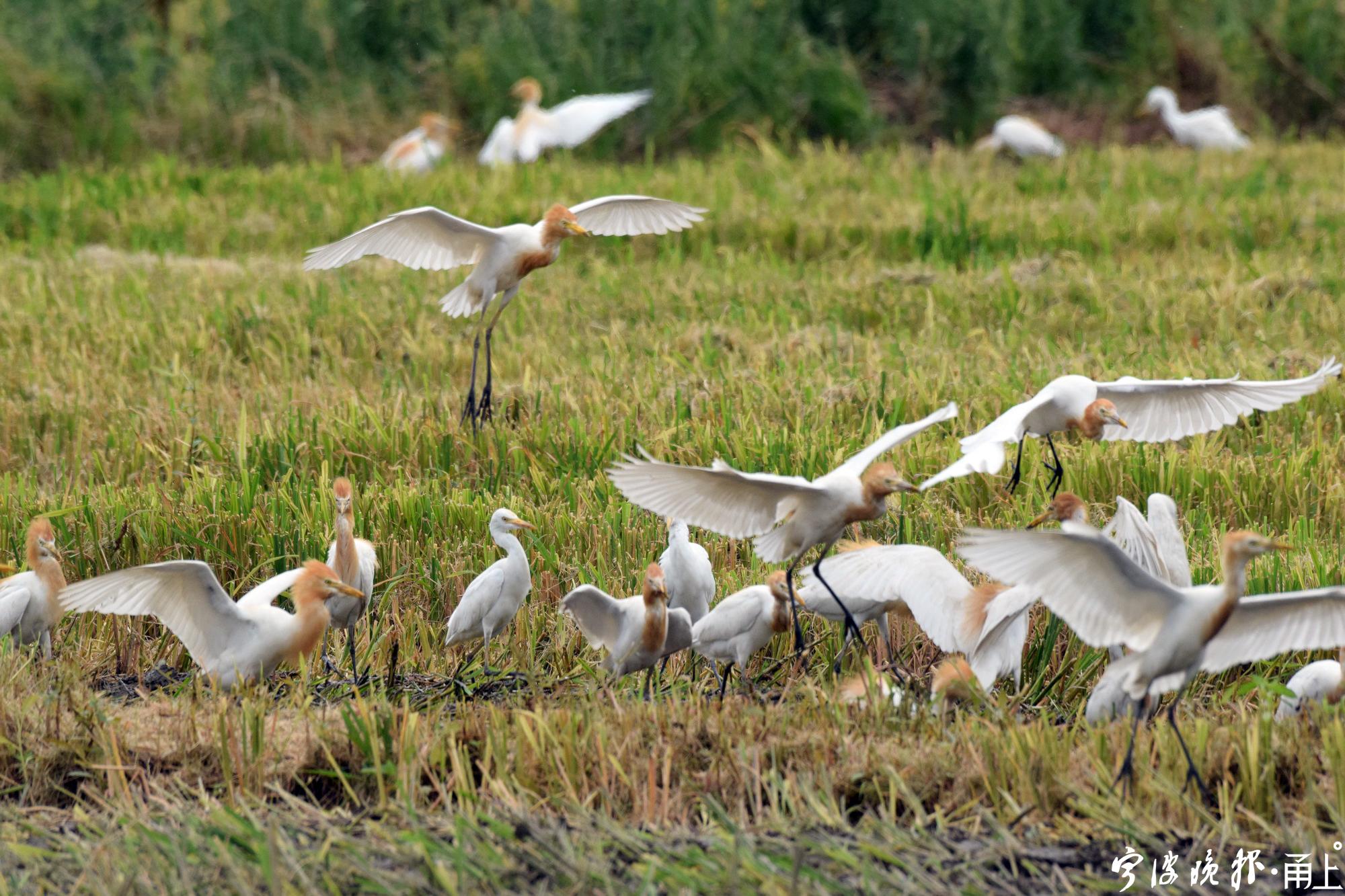 一辆农用拖拉机在水田中耕作,数百只白鹭(牛背鹭)和八哥鸟追逐着在田