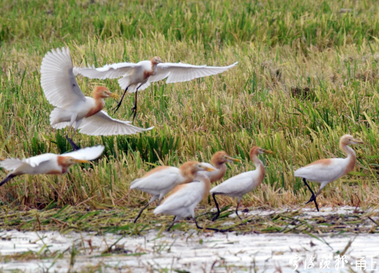 一辆农用拖拉机在水田中耕作,数百只白鹭(牛背鹭)和八哥鸟追逐着在田