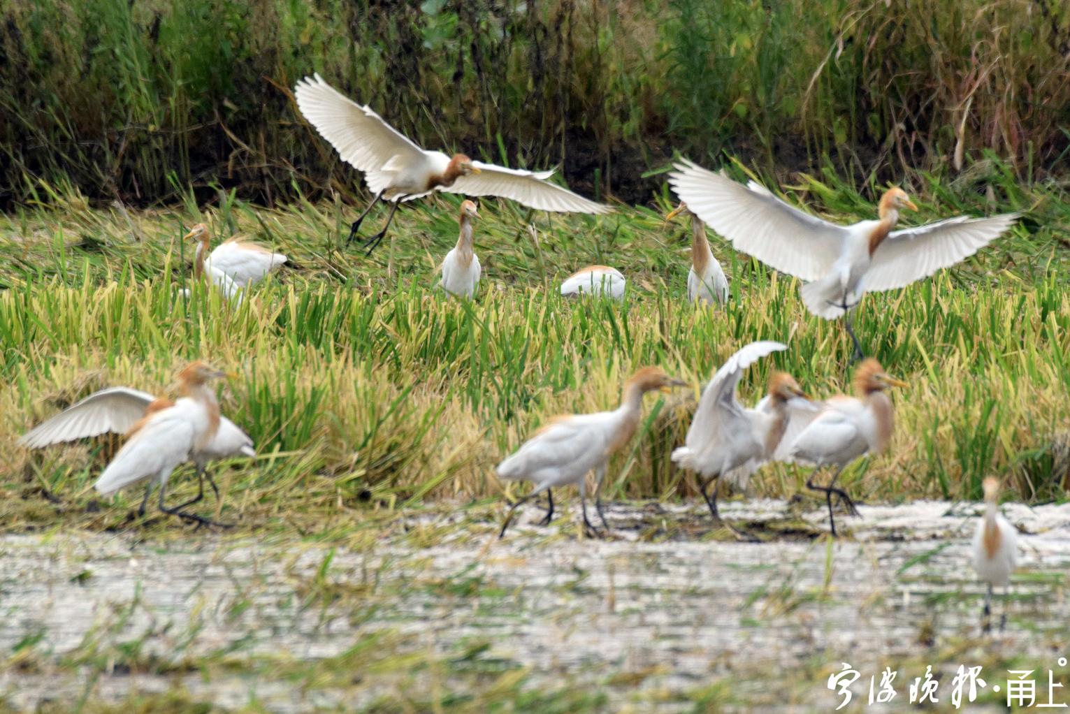一辆农用拖拉机在水田中耕作,数百只白鹭(牛背鹭)和八哥鸟追逐着在田