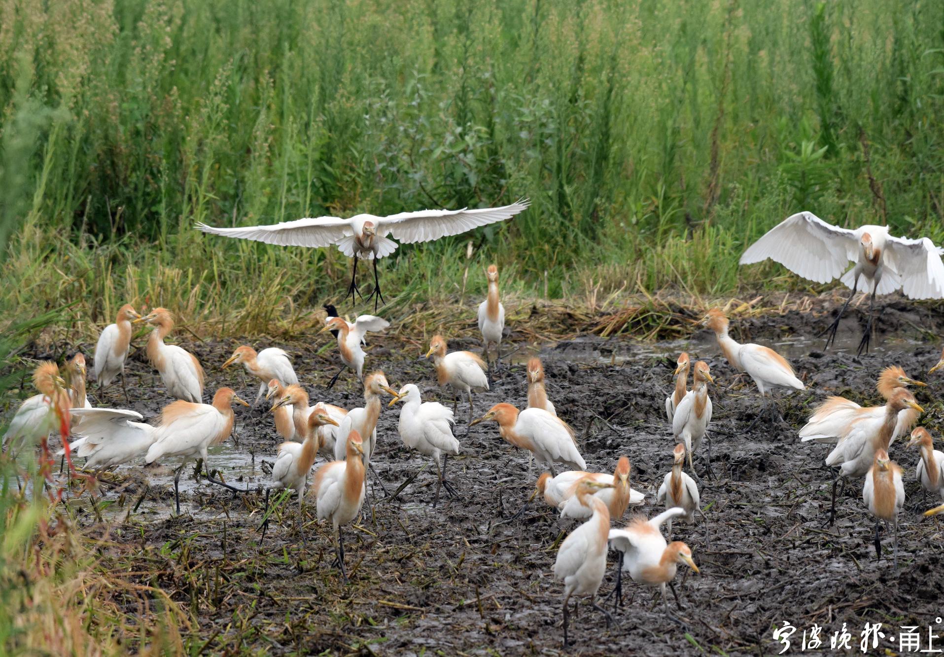一辆农用拖拉机在水田中耕作,数百只白鹭(牛背鹭)和八哥鸟追逐着在田