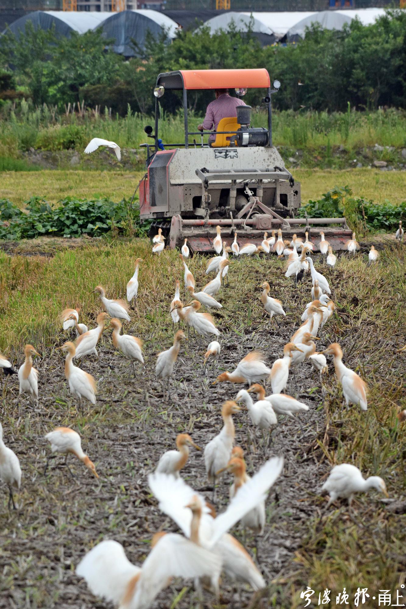 一辆农用拖拉机在水田中耕作,数百只白鹭(牛背鹭)和八哥鸟追逐着在田