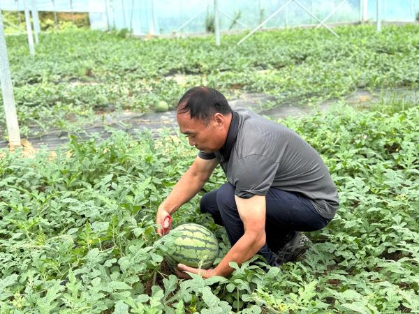 守住家乡金字招牌:年过花甲企业家化身新农人,自种高山西瓜大丰收 守住家乡金字招牌:年过花甲企业家化身新农人,自种高山西瓜大丰收